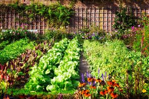 Organic Vegetable Ga